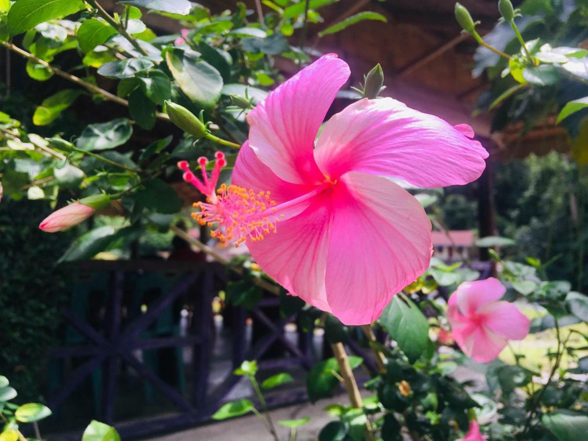 Sahnan Guest House Bukit Lawang Dış mekan fotoğraf